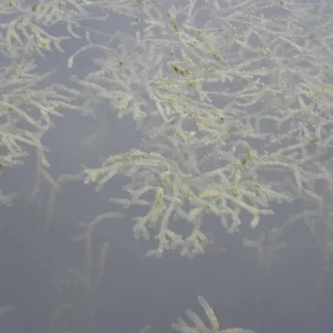 thumbnail for publication: Hydrilla: Florida's Worst Submersed Weed